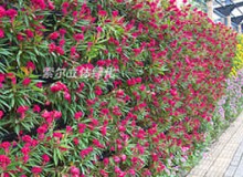 植物墻如何養(yǎng)護？