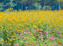 走進“園藝療法”，讓植物治愈你的心靈