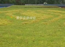 屋頂綠化有什么好處？