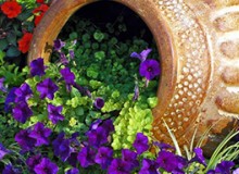 庭院小景有哪些？快來看這些！創(chuàng)意滿滿，定格植物之美