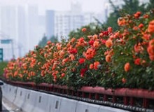 高架橋綠化應該選什么植物？