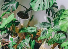 怎么選綠植？看這篇就夠了