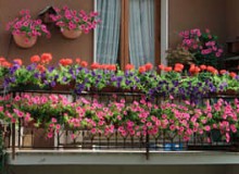 陽臺應如何建造規(guī)劃才對陽臺綠化有利？