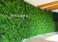室內植物墻適合種哪些植物？