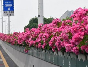 月季花開(kāi)滿城，杭州高架美出新高度！