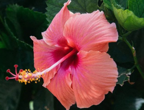 8月養(yǎng)這幾種花，花期長還好養(yǎng)