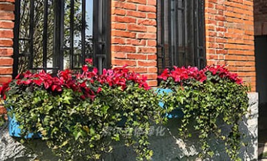 窗陽(yáng)臺(tái)綠化工程案例