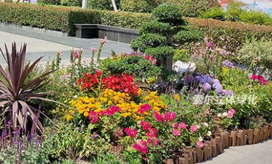 西溪古鎮(zhèn)景觀(guān)提升