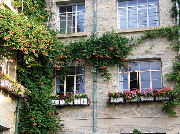 廬山植物園窗臺(tái)綠化案例