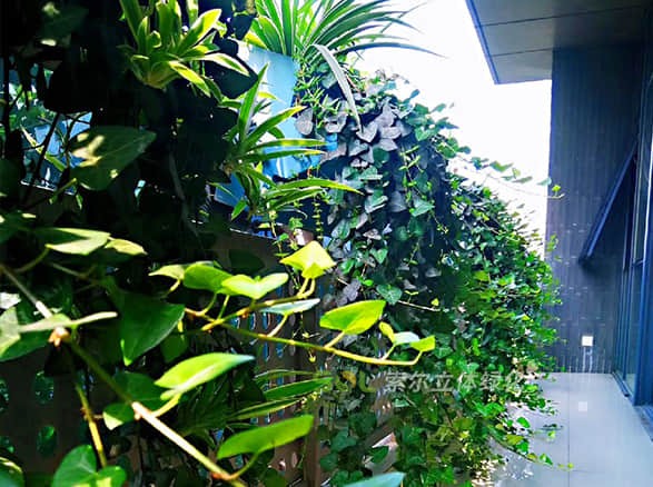 索爾大樓窗陽(yáng)臺(tái)綠化美化