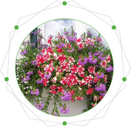 窗臺(tái)美化的特點(diǎn)