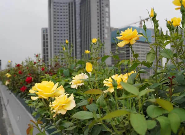 高架橋綠化灌溉養(yǎng)護(hù)