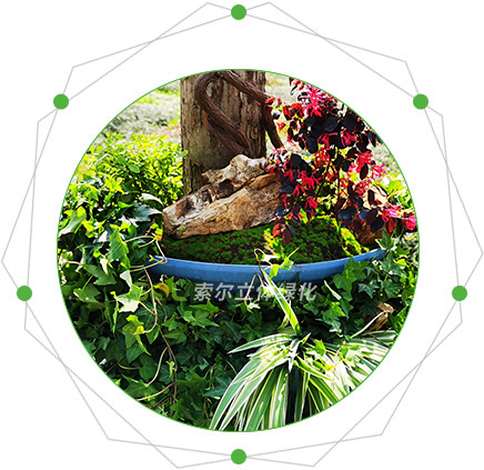 行道樹綠化的特點(diǎn)