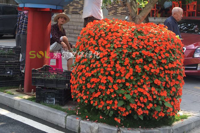 行道樹綠化道路街道景觀提升3