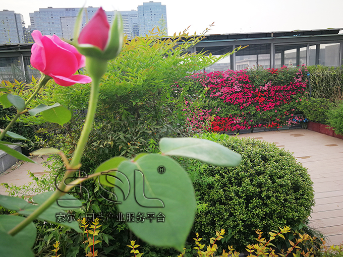 19索爾屋頂花園 (10).jpg