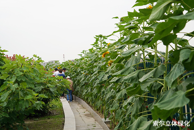 09杭州濮家小學(xué)屋頂農(nóng)場 (4).jpg
