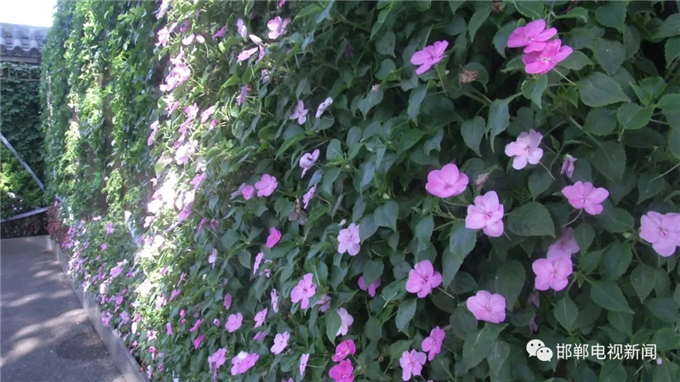 邯鄲電視新聞：我市首例“墻上花園”亮相叢臺(tái)公園 (2).jpg