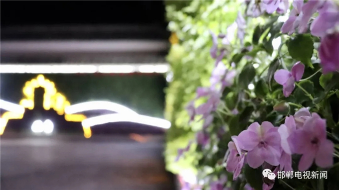 邯鄲電視新聞：我市首例“墻上花園”亮相叢臺(tái)公園 (6).jpg