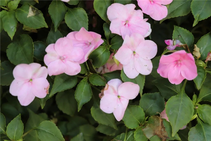 邯鄲首個“墻上花園”亮相，不但好看，還能降噪、除塵！ (10).jpg