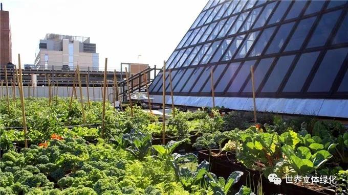 12波士頓醫(yī)療中心屋頂農(nóng)場(chǎng) (2).jpg