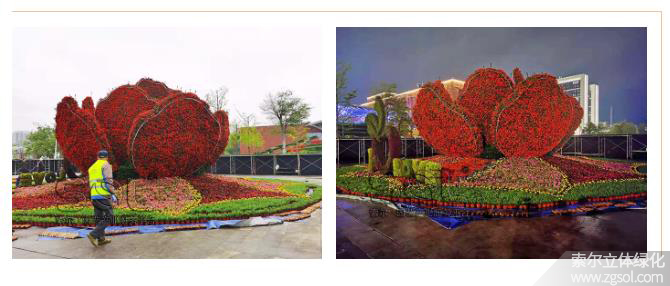 28山東青島膠州市民文化中心五一立體花壇“幸?；ㄩ_(kāi)” (45).jpg