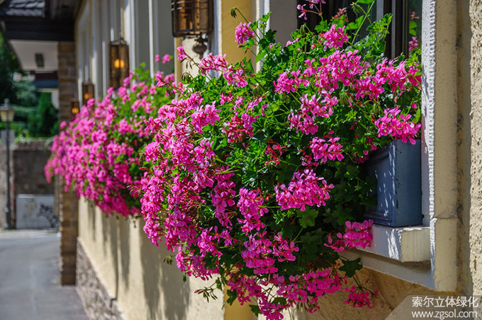 43窗臺(tái)美化 (140).jpg