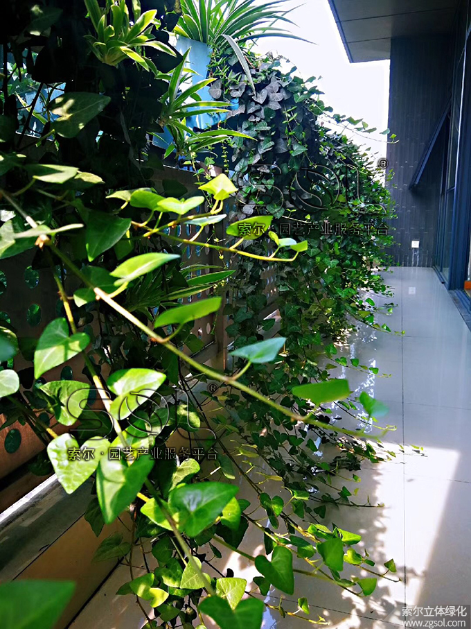 20索爾大樓窗陽臺綠化護(hù)欄綠化2019年6月 (6).jpg
