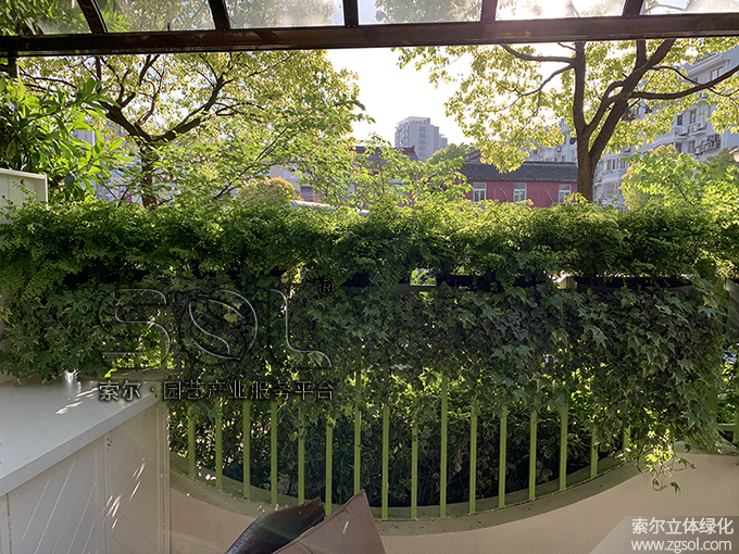 15上海別墅護(hù)欄綠化 (2).jpg