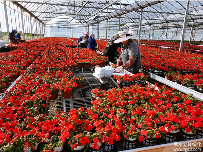 18山東青島膠州市民文化中心五一立體花壇“幸?；ㄩ_(kāi)” (52).jpg