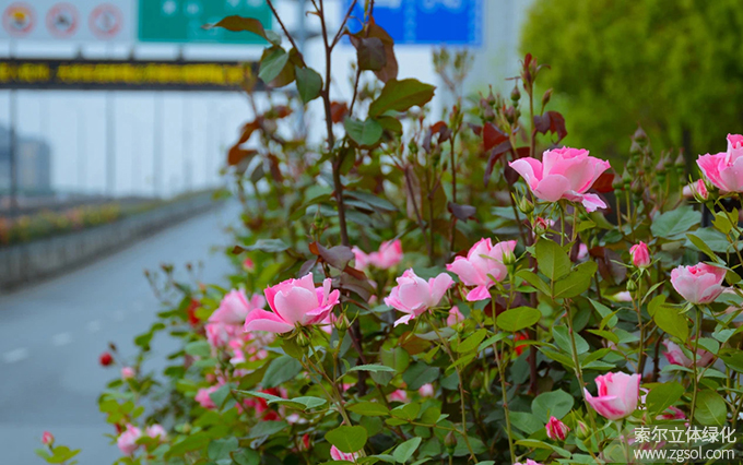 12杭州市園林文物局-杭州高架時(shí)代大道月季 (1).jpg