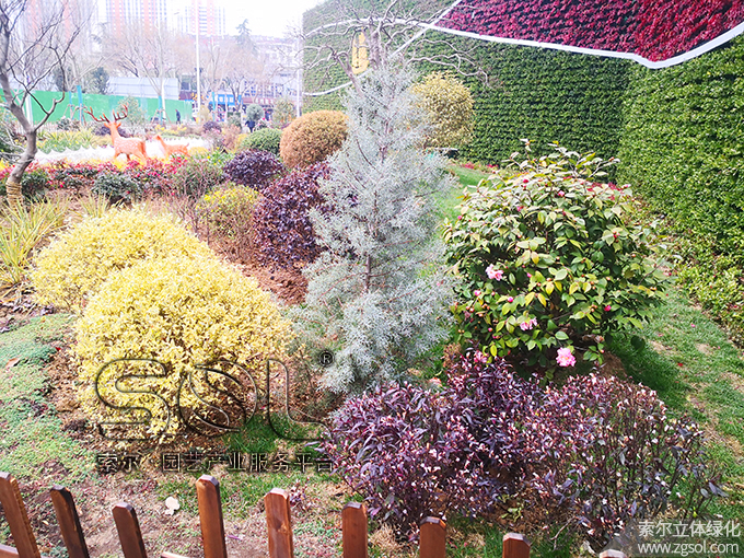 07 2021年1月安徽宿州立體綠化項(xiàng)目 (9).jpg