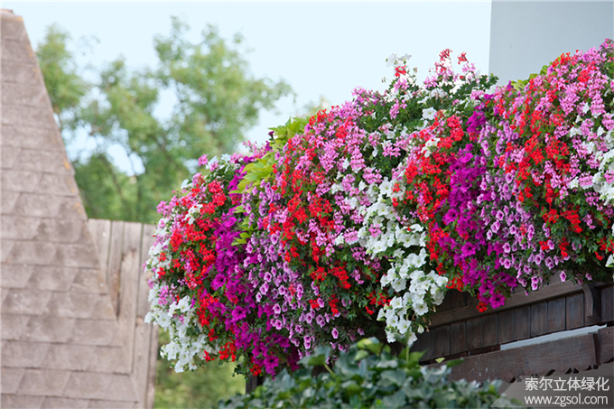 40陽(yáng)臺(tái)美化 (110).jpg